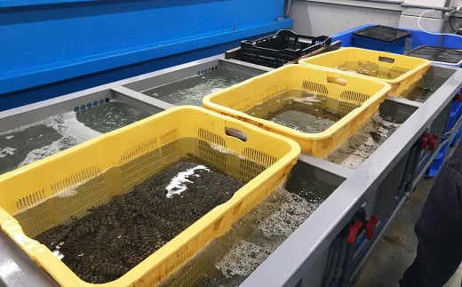 【配送指定日必須】天草産 活車海老 500g 大サイズ【発送期間2025年11月25日から2026年3月31日】