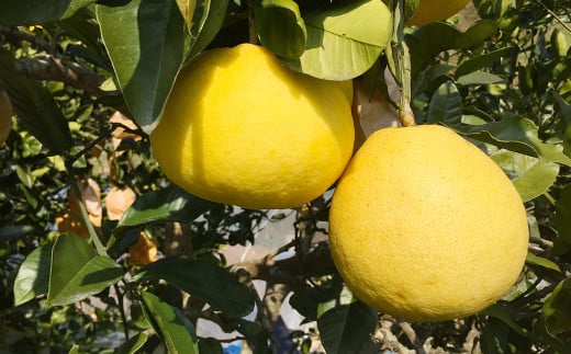 特別栽培パール柑（天草文旦）7kg サイズミックス