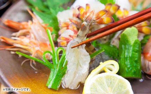 【配送指定日必須】天草産 活車海老 600g（15～25尾入り）【発送期間2025年11月5日から2026年3月31日】活き海老 刺身 車エビ えび 活き車海老 車えび