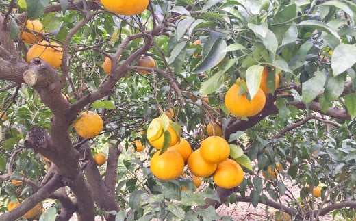 特別栽培不知火 3kg サイズミックス