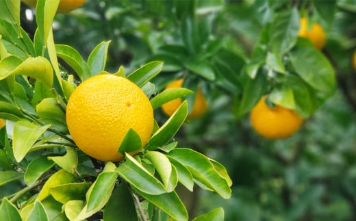 特別栽培スイートスプリング 8kg サイズミックス