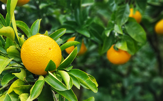 特別栽培 スイートスプリング 10kg