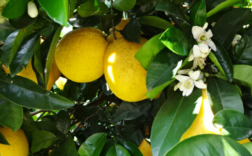 特別栽培 河内 晩柑 9kg