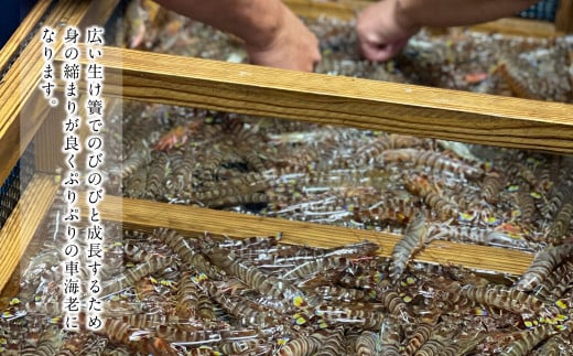 森さん家の冷凍車えび 活き〆冷凍車海老500g