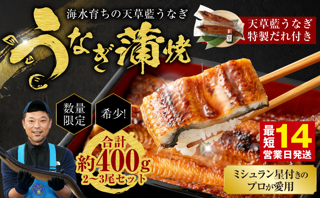 【ミシュラン星付きのプロが愛用】1日10セット限定！海水育ちの天草藍うなぎ 蒲焼き 2～3尾セット【合計約400g】数量限定!! 鰻 ウナギ うなぎ うなぎ蒲焼 鰻の蒲焼 うなぎ 国産