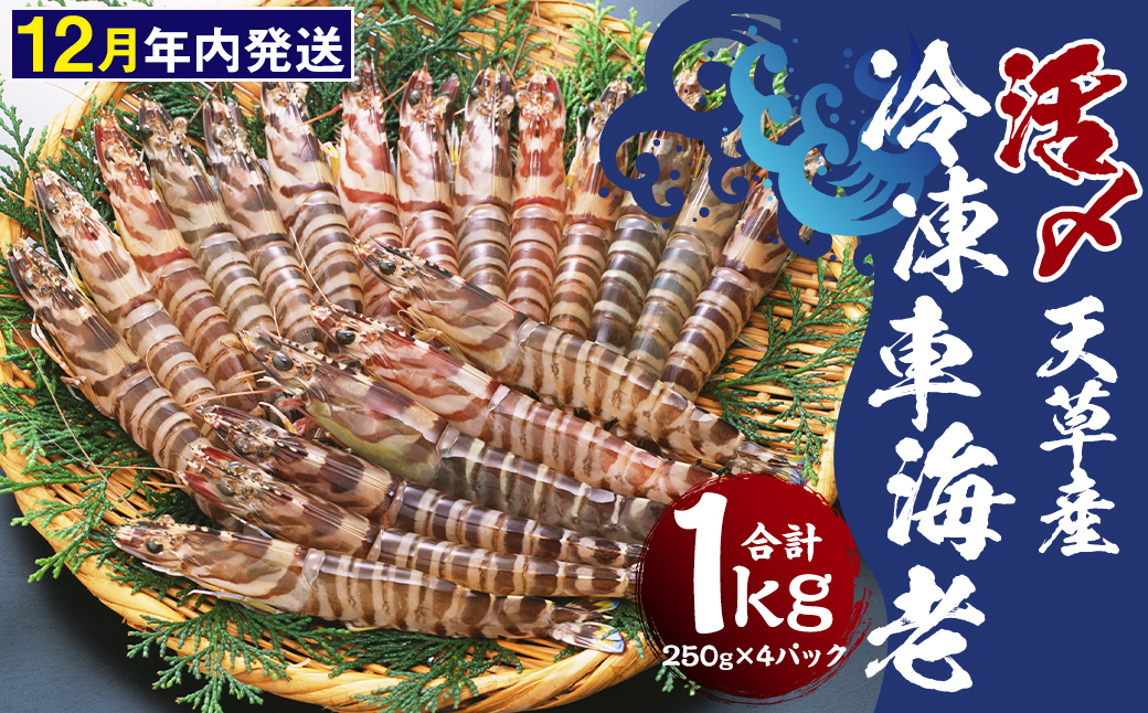 【2025年12月16日迄に入金確認で年内発送】天草産 活 〆冷凍 車海老 250g×4パック （28～40尾入り）【2025年11月上旬発送開始】 えび エビ 海老 車エビ 車えび 熊本県 上天草市