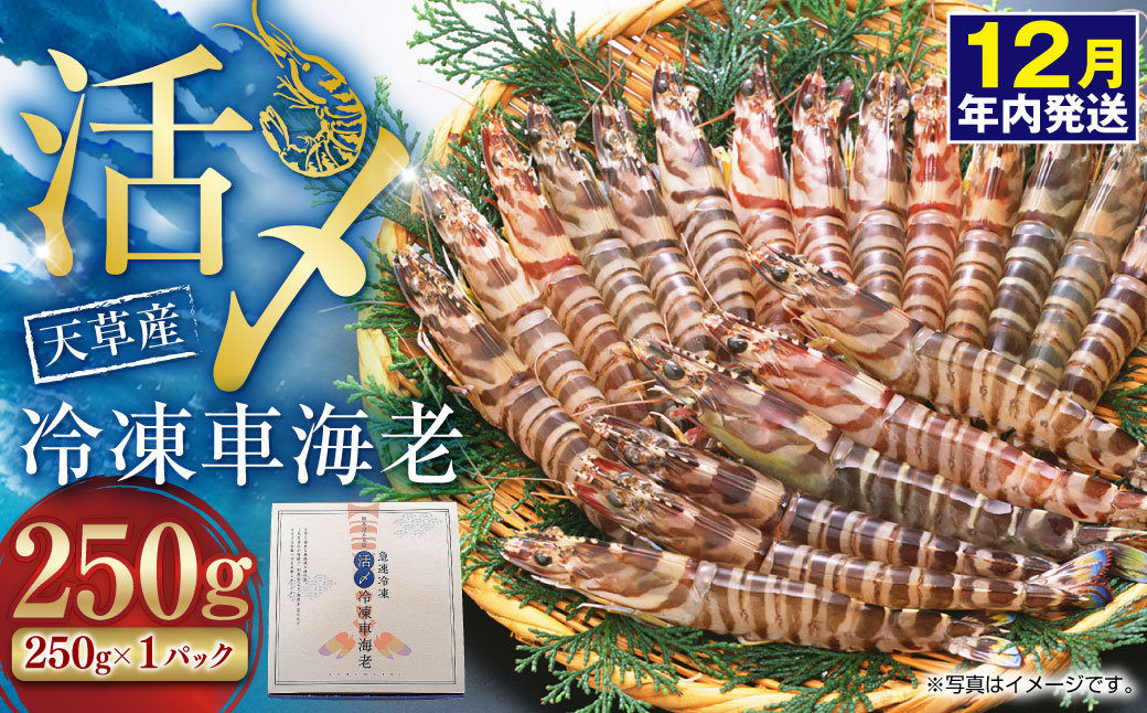 【2025年12月16日迄に入金確認で年内発送】天草産 活〆冷凍 車海老 250g（特大）6～7尾 車えび 車エビ えび 海老 エビ 冷凍 国産 熊本県 上天草市【2025年11月下旬発送開始】