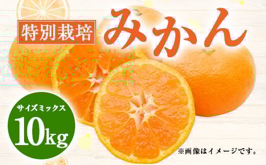 特別栽培みかん　10kg サイズミックス