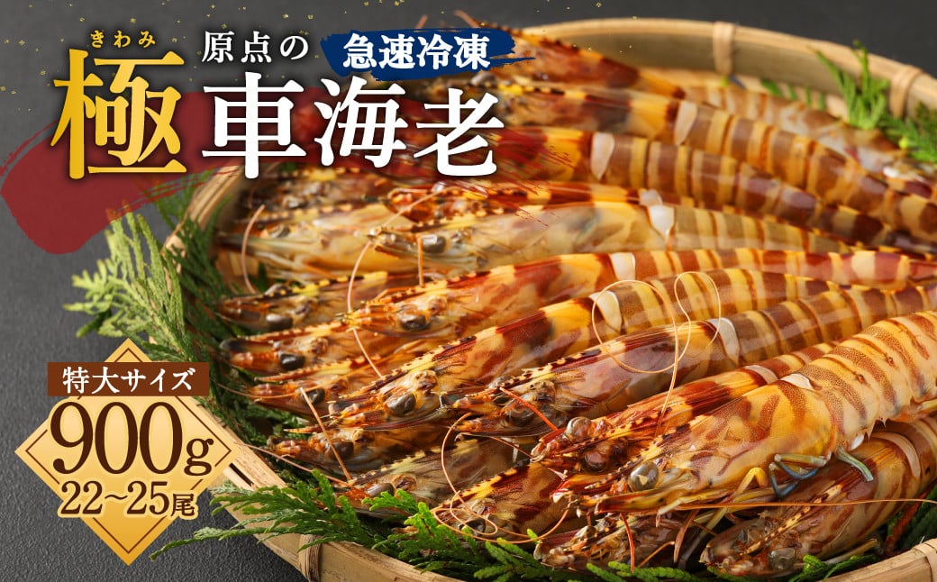 ｢極｣ 原点の車海老 ｢急速冷凍｣ 900g (22～25尾) 特大サイズ【2025年11月下旬より順次発送予定】