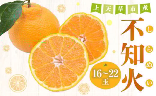 上天草市産 不知火（しらぬい）