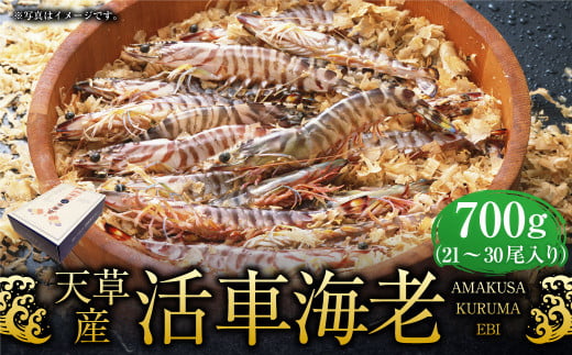 【配送指定日必須】天草産活車海老 700g 21～30尾 活き車海老 車海老 車エビ 活き海老 活きエビ えび 海老 エビ 新鮮 魚介 【発送期間2025年11月5日から2026年3月31日】