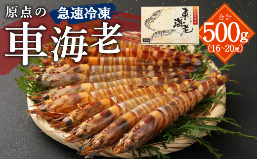 原点の車海老「急速冷凍」500g（16～20尾）（250g×2パック） 車海老 車えび くるまえび 急速冷凍 新鮮 お刺身 天ぷら 塩焼き 熊本県産