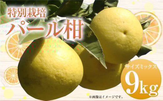 特別栽培パール柑(天草文旦) 9kg サイズミックス