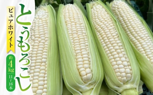 【先行受付】 とうもろこし ピュアホワイト 約4kg