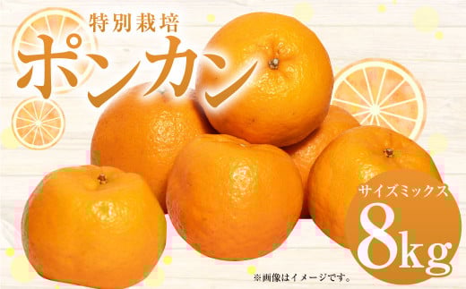 特別栽培ポンカン 8kg サイズミックス