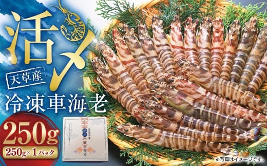 天草産活〆冷凍車海老