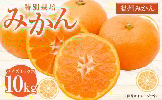 特別栽培みかん 10kg サイズミックス