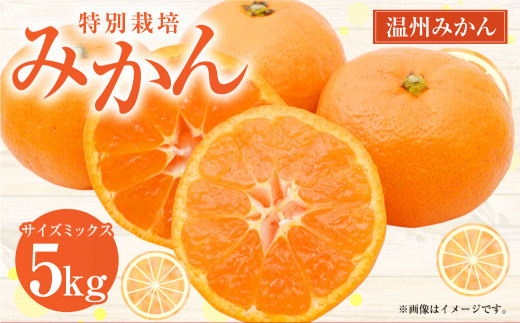 特別栽培みかん 5kg サイズミックス