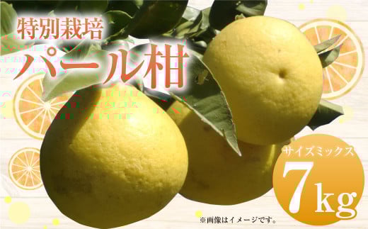 特別栽培パール柑（天草文旦）7kg サイズミックス