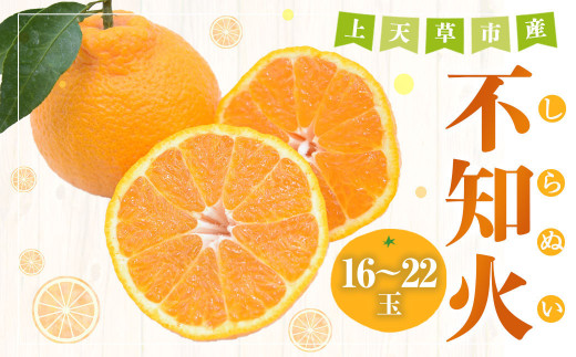上天草市産 不知火（しらぬい）