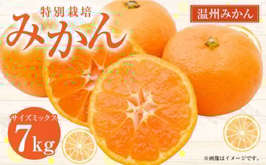 特別栽培みかん 7kg サイズミックス