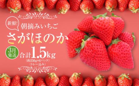 [3月発送]季節限定 新鮮朝摘みいちご「さがほのか」約1.5kg (250g×6パック)だいこく農園