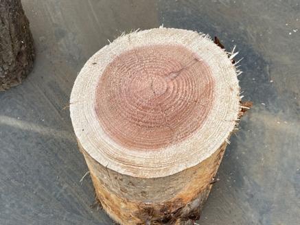 【選べる内容量】阿蘇の薪 針葉樹 50kg（10kg×5箱） キャンプ 薪 暖炉 薪ストーブ  アウトドア 人気 おすすめ 再生可能エネルギー スギ ヒノキ 熊本 阿蘇 針葉樹 10kg×5箱