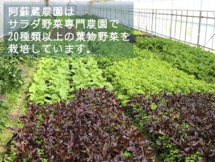 【定期便 全12回】 サラダ野菜 セット 3品～5品種を毎月お届け 阿蘇蔵農園  詰め合わせ やさい 新鮮 減農薬 高原 旬 産地直送 毎月 採れたて 朝採れ みずみずしい 甘い 美味しい 人気 安心 安全 おすすめ お中元 御歳暮 熊本県 阿蘇市