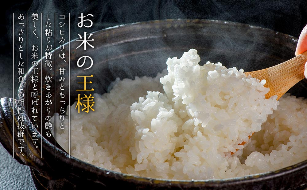 【選べる回数】R7年産コシヒカリ 5kg プロ厳選の産地直送米 令和7年産 阿蘇の美味しいお米をお届け！精米 白米 人気 美味しい 甘み 香り ツヤ おすすめ ごはん 熊本県 阿蘇市 通常便（1回）