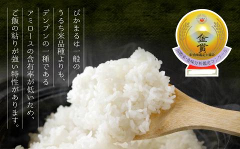 極美純米ぴかまる 300g×6個 お米 米 コンクール 優秀金賞 受賞 人気 美味しい こだわり 贅沢 高級 減農薬 熊本 阿蘇