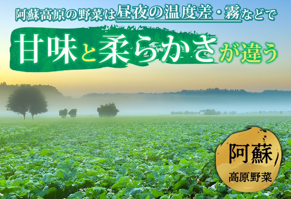 【定期便 全6回】<畑から直送>季節のお野菜セット Mサイズ（4～6品） 詰め合わせ やさい 果物 新鮮 減農薬 高原 旬 産地直送 毎月 採れたて 朝採れ みずみずしい 甘い 美味しい 人気 安心 安全 おすすめ お中元 御歳暮 熊本県 阿蘇市 定期便 全6回