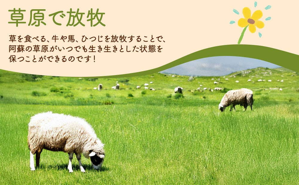 【選べる内容量】【国産】ジンギスカン 600g 阿蘇さとう農園 阿蘇地域で生産した貴重な国産羊肉！ 冷凍 小分け 熊本特産 晩白柚風味 簡単調理 焼くだけ 本格 貴重 熊本グルメ ご当地グルメ 特製漬け込み お取り寄 BBQ 焼肉 食材 おかず ヘルシー 熊本県 阿蘇市 600g