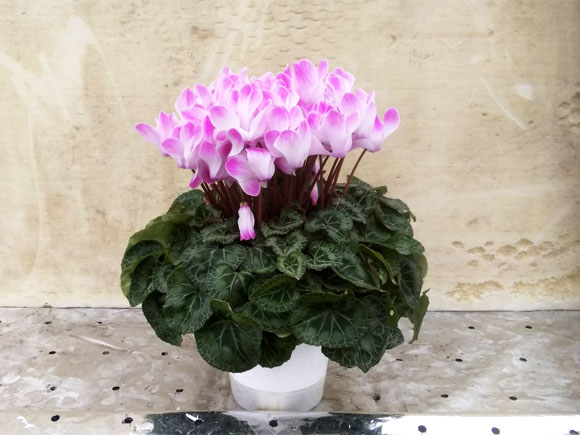 【期間限定】 阿蘇の高校生が愛情込めて育てたシクラメン （5号鉢) 人気 綺麗 生花 おすすめ 贈り物 母の日 父の日 ギフト 熊本 阿蘇