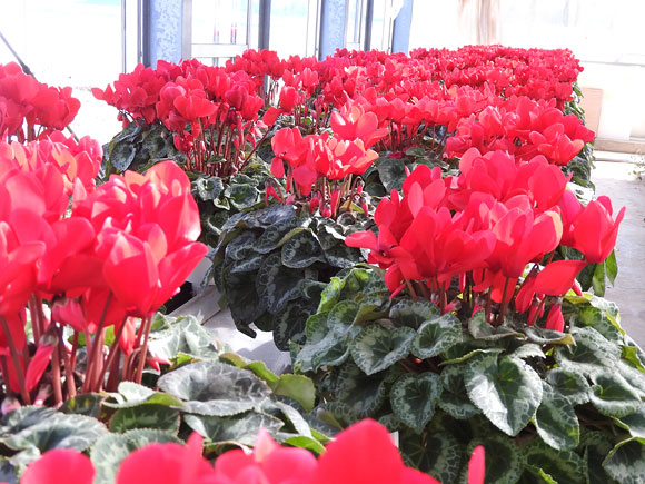 【期間限定】 阿蘇の高校生が愛情込めて育てたシクラメン （5号鉢) 人気 綺麗 生花 おすすめ 贈り物 母の日 父の日 ギフト 熊本 阿蘇