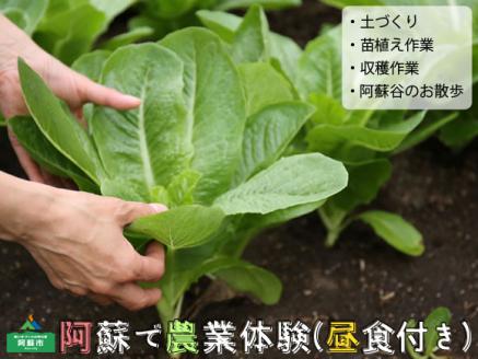 阿蘇蔵農園 阿蘇のカルデラで農業体験＆お散歩 野菜スムージー・お弁当あり 体験 自然 農業 野菜 スムージー お弁当 熊本 阿蘇