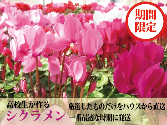 【期間限定】 阿蘇の高校生が愛情込めて育てたシクラメン （5号鉢) 人気 綺麗 生花 おすすめ 贈り物 母の日 父の日 ギフト 熊本 阿蘇