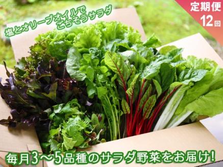 [定期便 全12回] サラダ野菜セット 3品種から5品種を毎月お届け 野菜 セット 詰め合わせ 定期便 毎月 新鮮 減農薬 安心 安全 旬 産地直送 採れたて サラダ 人気 熊本 阿蘇 自然