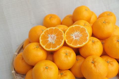 S040-005_農家の手摘み 太田 ポンカン 約5kg〈先行受付〉