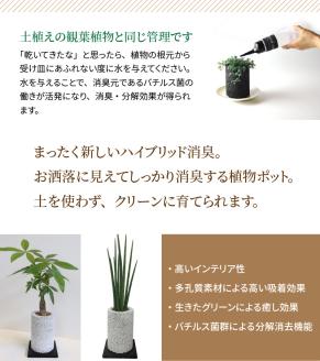 S060-077_エコ・ポチ チムニー 黒 パキラ 観葉植物 黒 パキラ