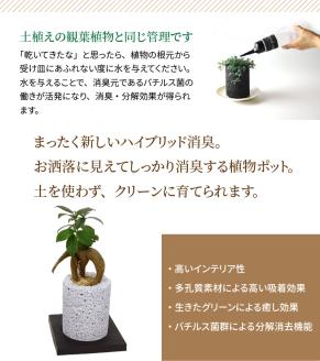 S060-086_エコ・ポチ シリンダー　黒 ガジュマル 黒