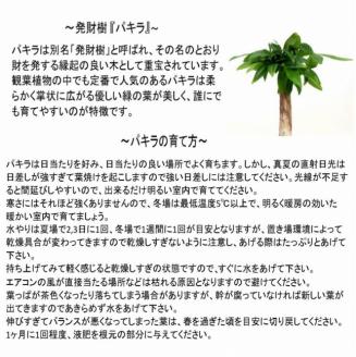 S060-091_エコ・ポチ シリンダー パキラ　白（シラス） 白（シラス）パキラ