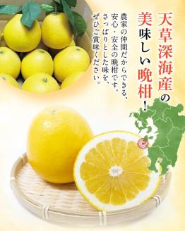 S062-001_【天草深海産】晩柑 約9㎏【先行受付】
