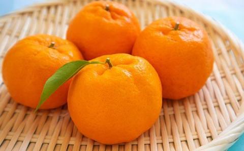 S053-004_天草産 ぽんかん(サンゴールド)5kg〈先行受付〉