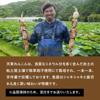 S089-006_天草れんこん サイズ混合 5kg〈指定日必須〉
