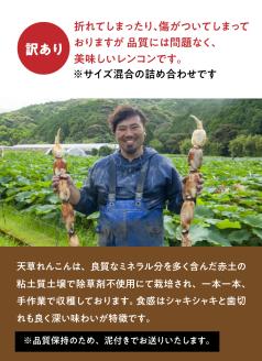 S089-008_訳あり 天草れんこん サイズ混合 約6kg
