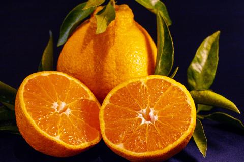 S097-002_天草市五和町産　肥の豊　約5kg〈先行受付〉