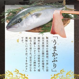 S137-003_【天草育ち】活じめ！新鮮うまかぶり　まるまる1本！（内臓処理済）約4kg