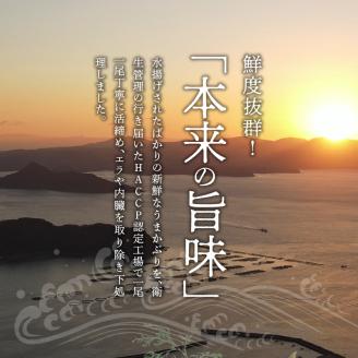 S137-008_【天草育ち】活じめ！新鮮うまかぶり　まるまる1本！（内臓処理済）約3kg