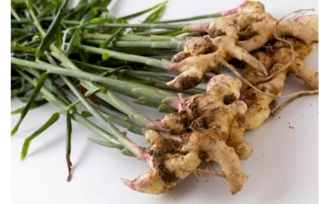 S143-004_生姜約2kg【先行受付】