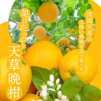 S149-002_あまくさ晩柑 約10kg【先行受付】 約10kg